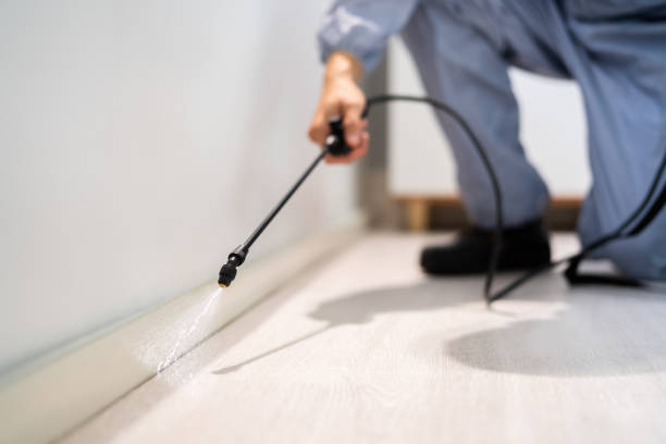 Professional exterminator conducting IPM assessment in Haymarket