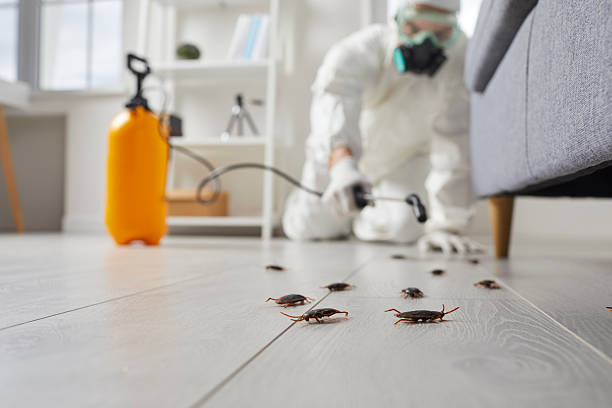 Commercial Rodent Management in Haymarket
